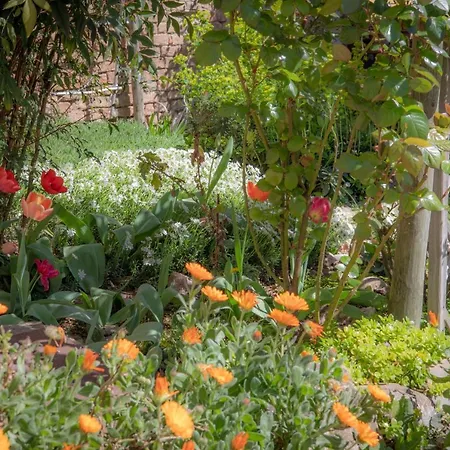 La Mimosa E Il Gelsomino